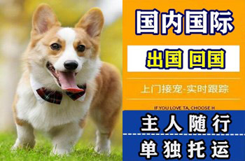 包头宠物托运公司包头宠物托运公司包头宠物托运公司