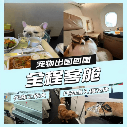 包头宠物托运到白俄罗斯宠物入境规定和要求